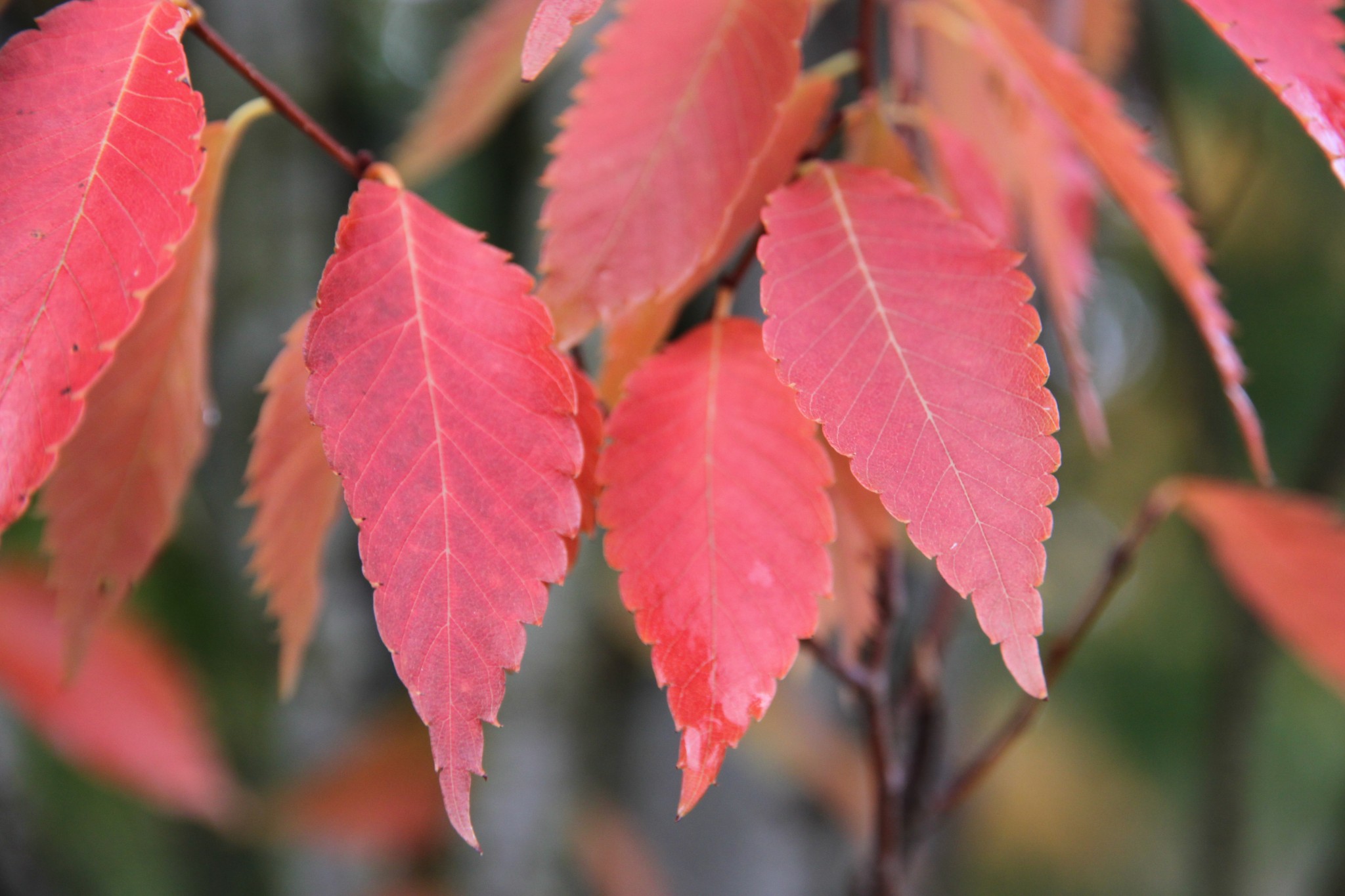 Musashino Columnar Zelkova fall color New York State Urban Forestry