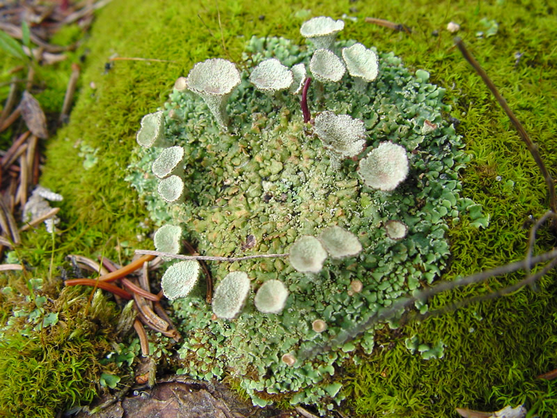 Moss or Lichen? - The Great Bay National Estuarine Research